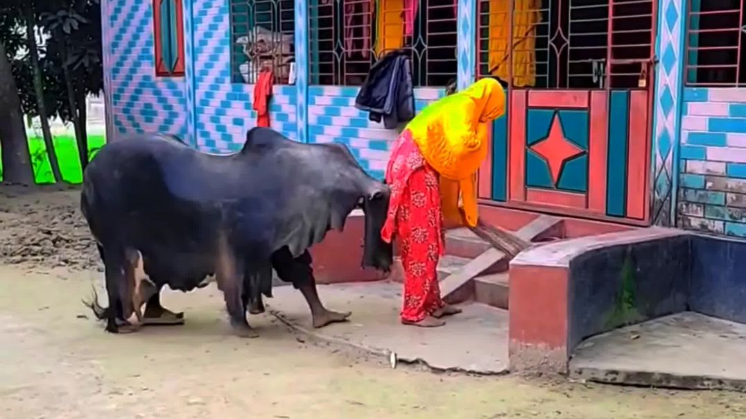 ⁣Fake Funny Cow Video 😂🤣