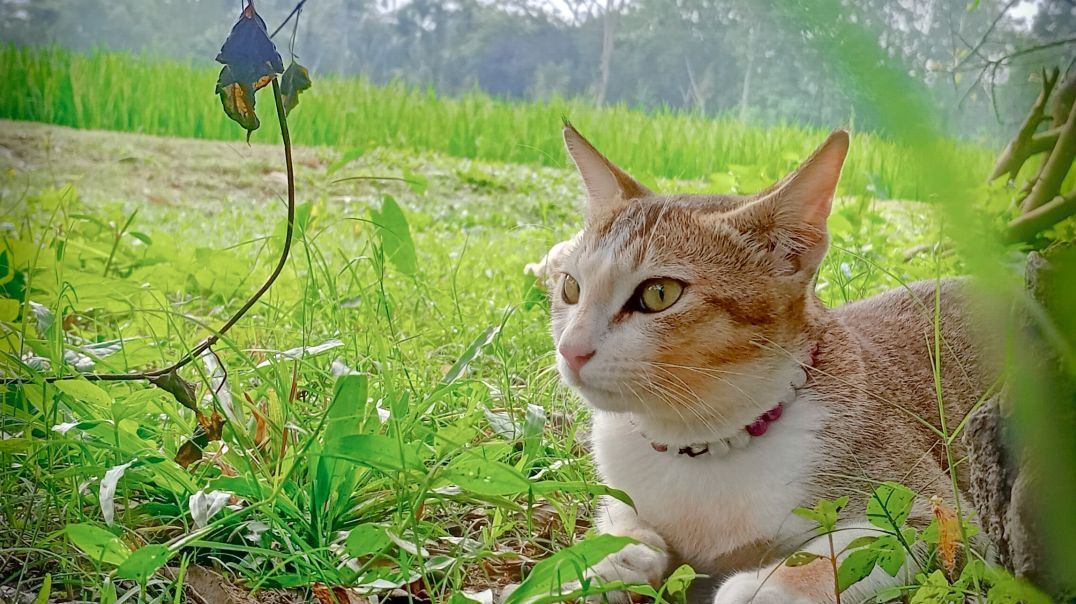 Cute cat