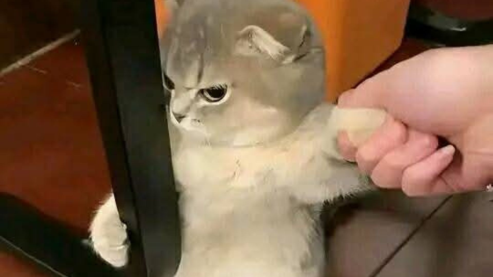 ⁣Funny cats 🤣