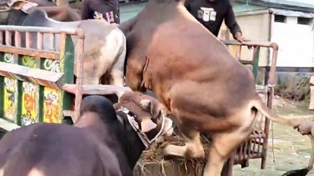 Biggest Bull Running -- 2025 Qurbani Gorur Haat -- #shorts #pets #animals #cow #goru 2025