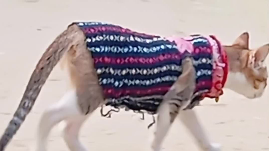 মাঙ্গা মাঙ্গা মডেল পাইছস তরা আমারে