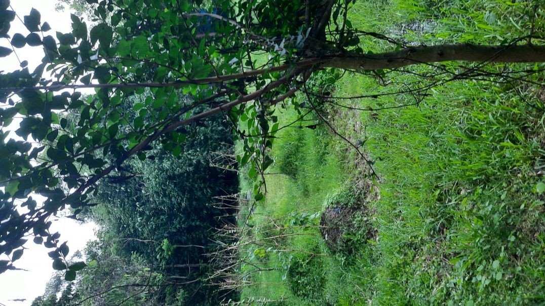 My garden